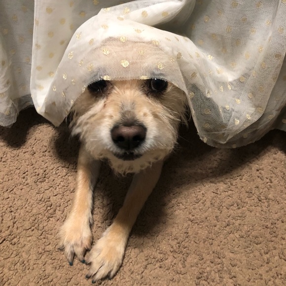 🐾💖🐶Meet Trixie!!🐶💖🐾 - Picture 3 of 4